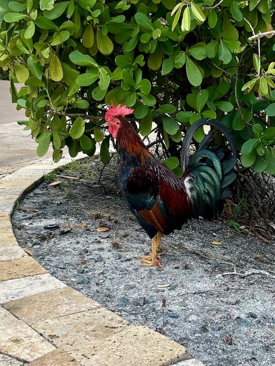 Red Junglefowl (Domestic type) - ML631091958