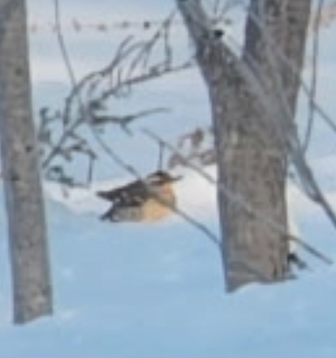 Varied Thrush - ML631092195
