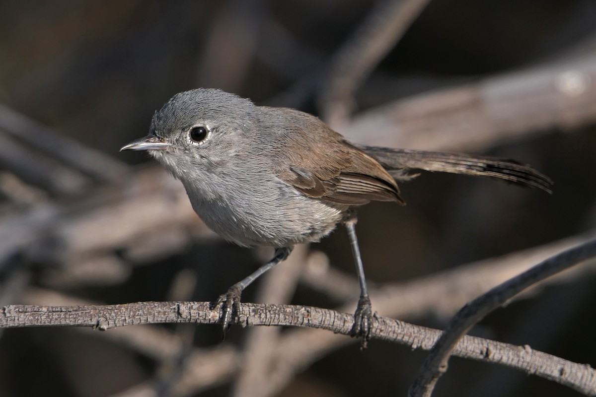 California Gnatcatcher - ML63109231