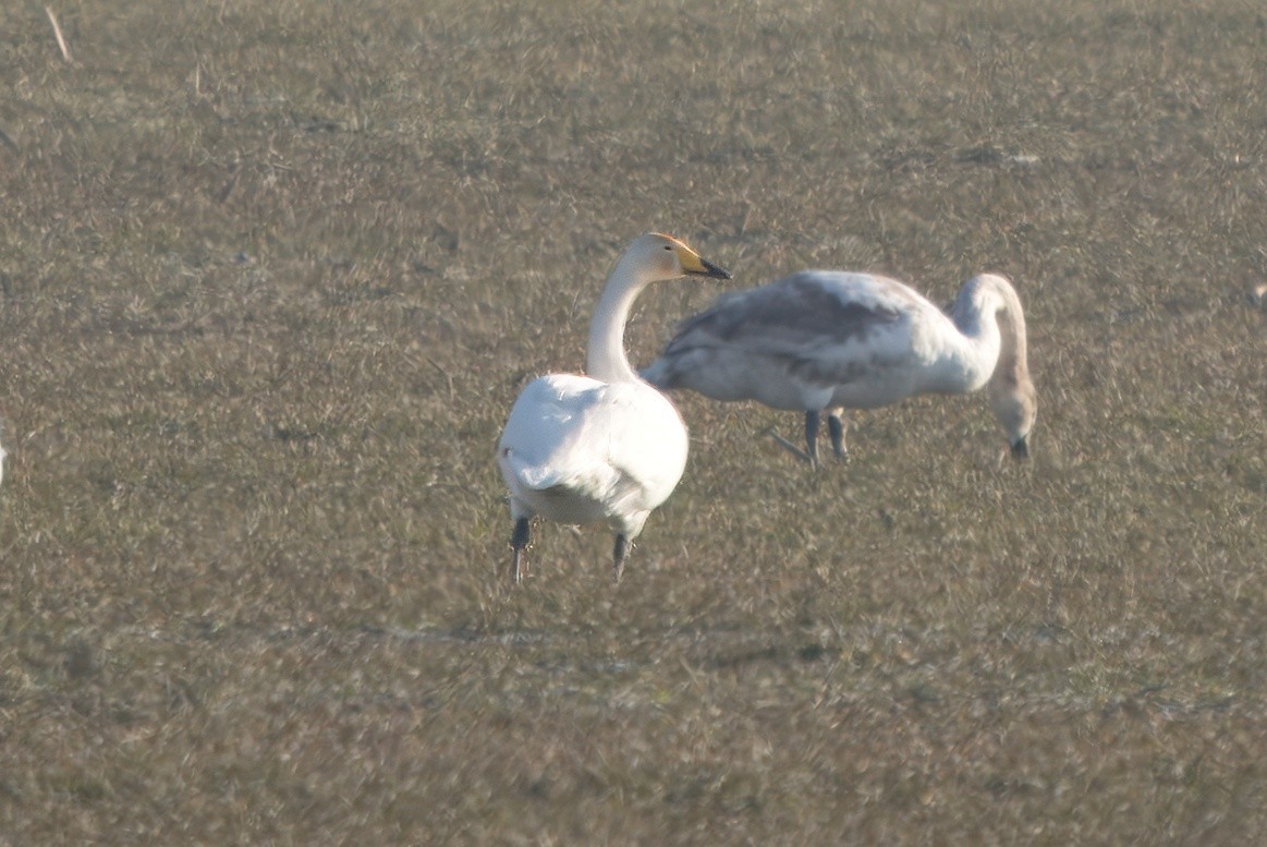 Whooper Swan - ML631092354