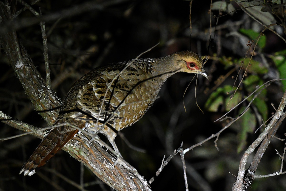 Mrs. Hume's Pheasant - ML631092508