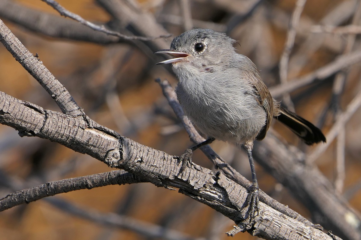 California Gnatcatcher - ML63109261