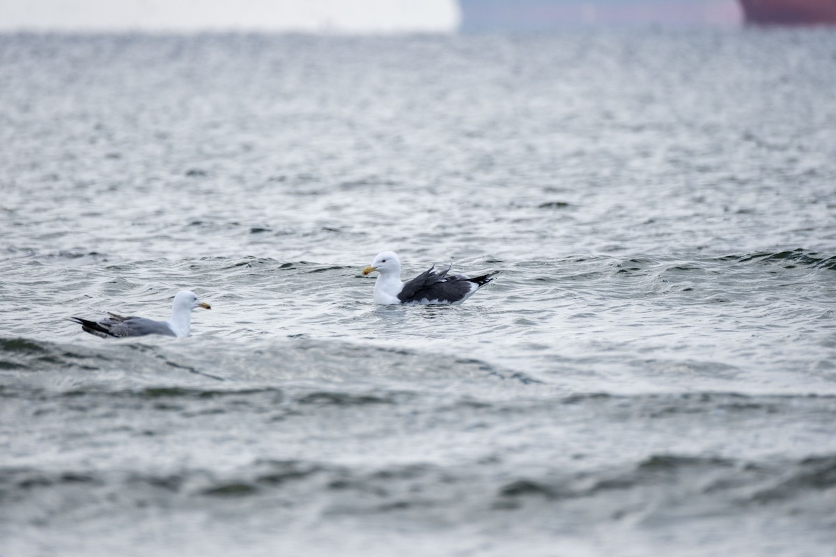 Great Black-backed Gull - ML631092701