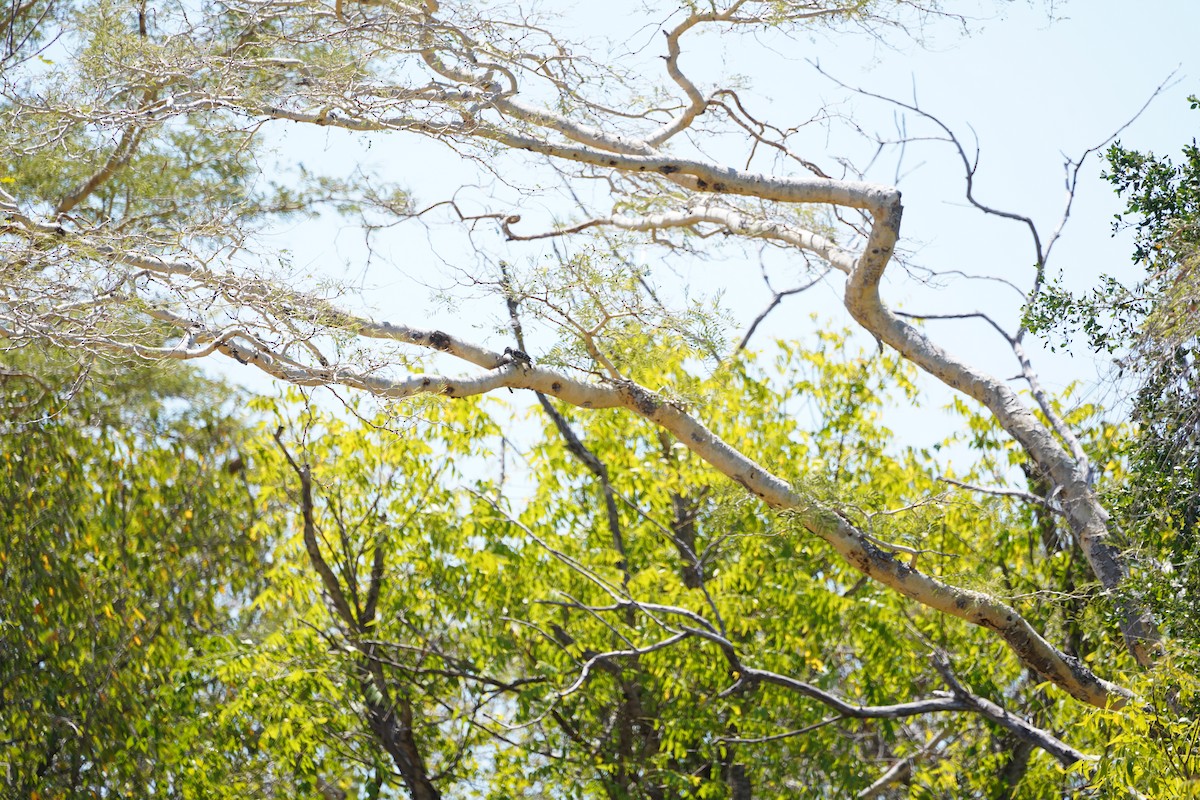 Freckle-breasted Woodpecker - ML631092723