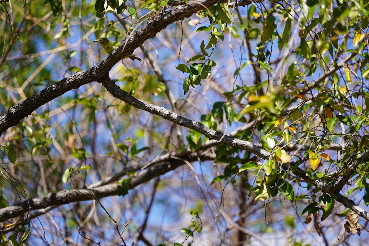 Lemon-bellied White-eye - ML631092731