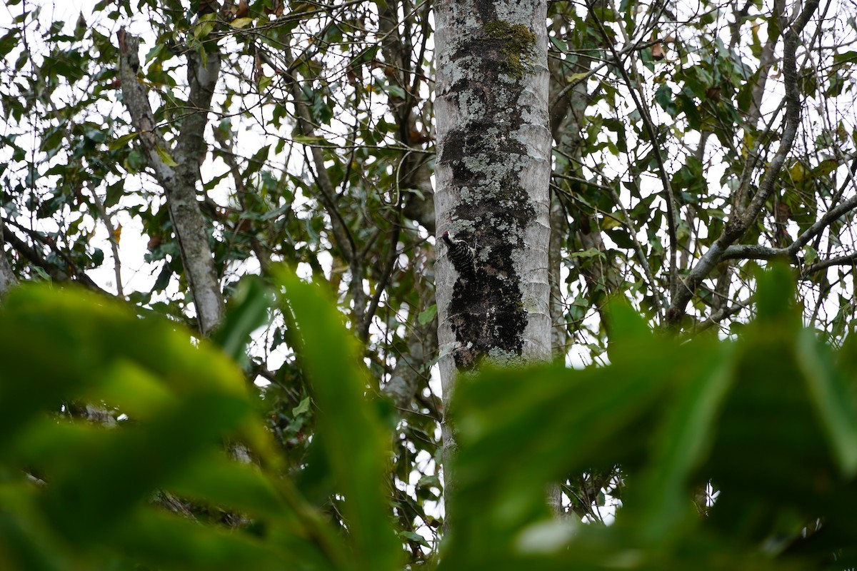 Freckle-breasted Woodpecker - ML631092732