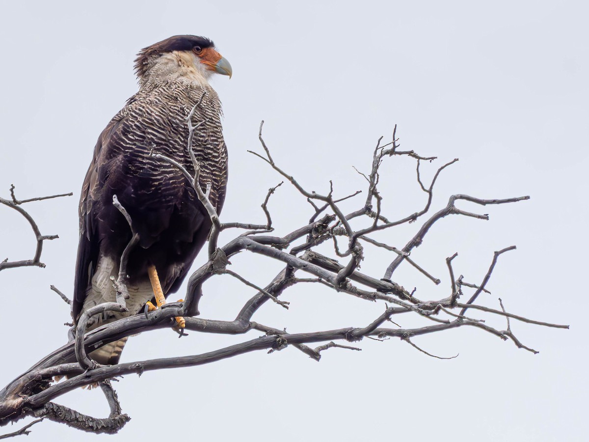 Caracara huppé - ML631092737