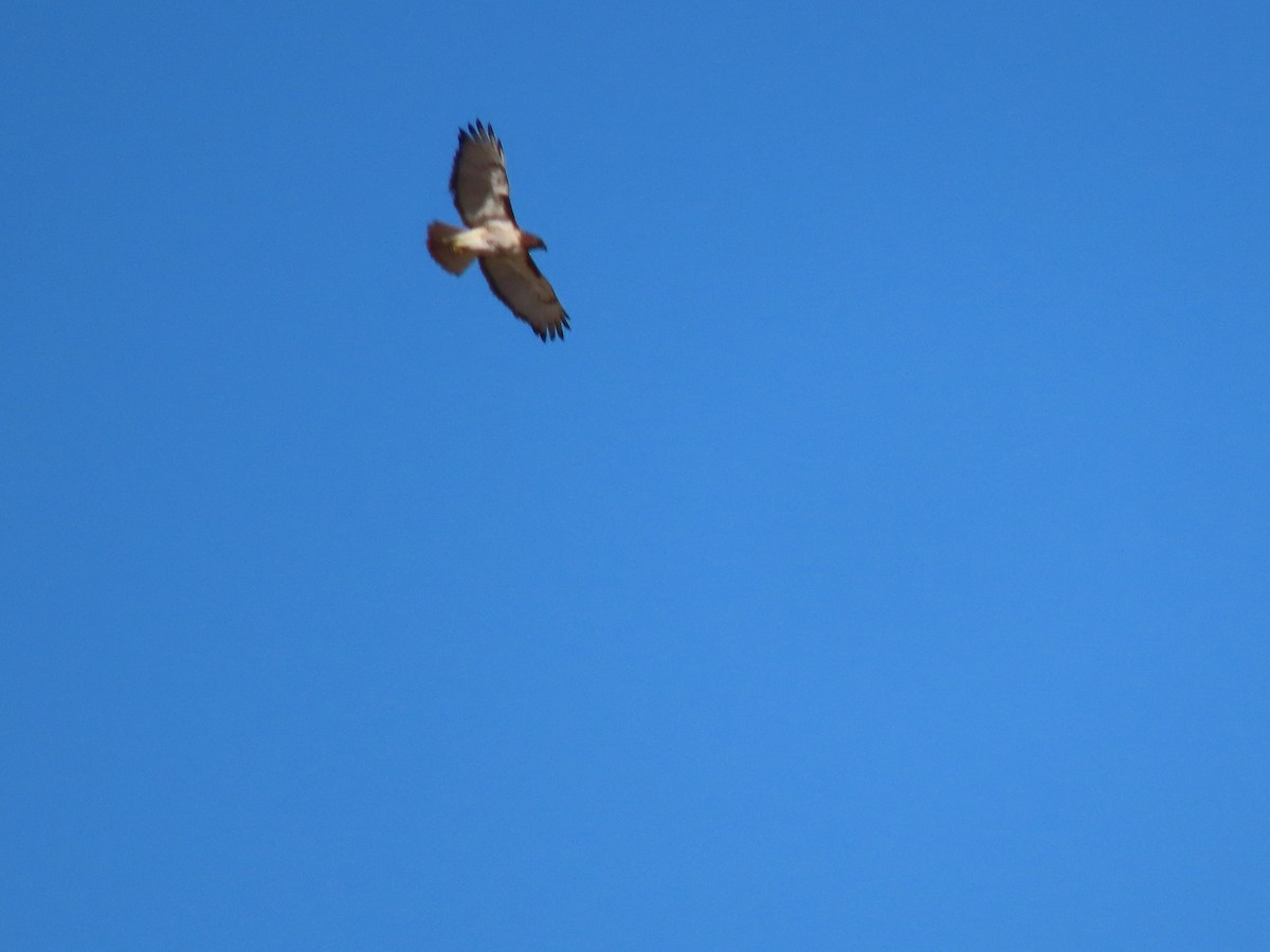 Red-tailed Hawk - ML631092799