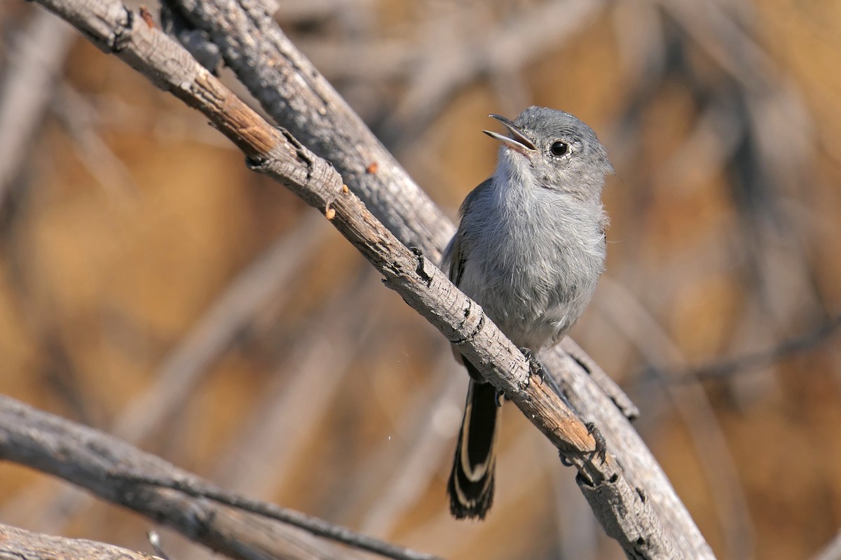 California Gnatcatcher - ML63109281