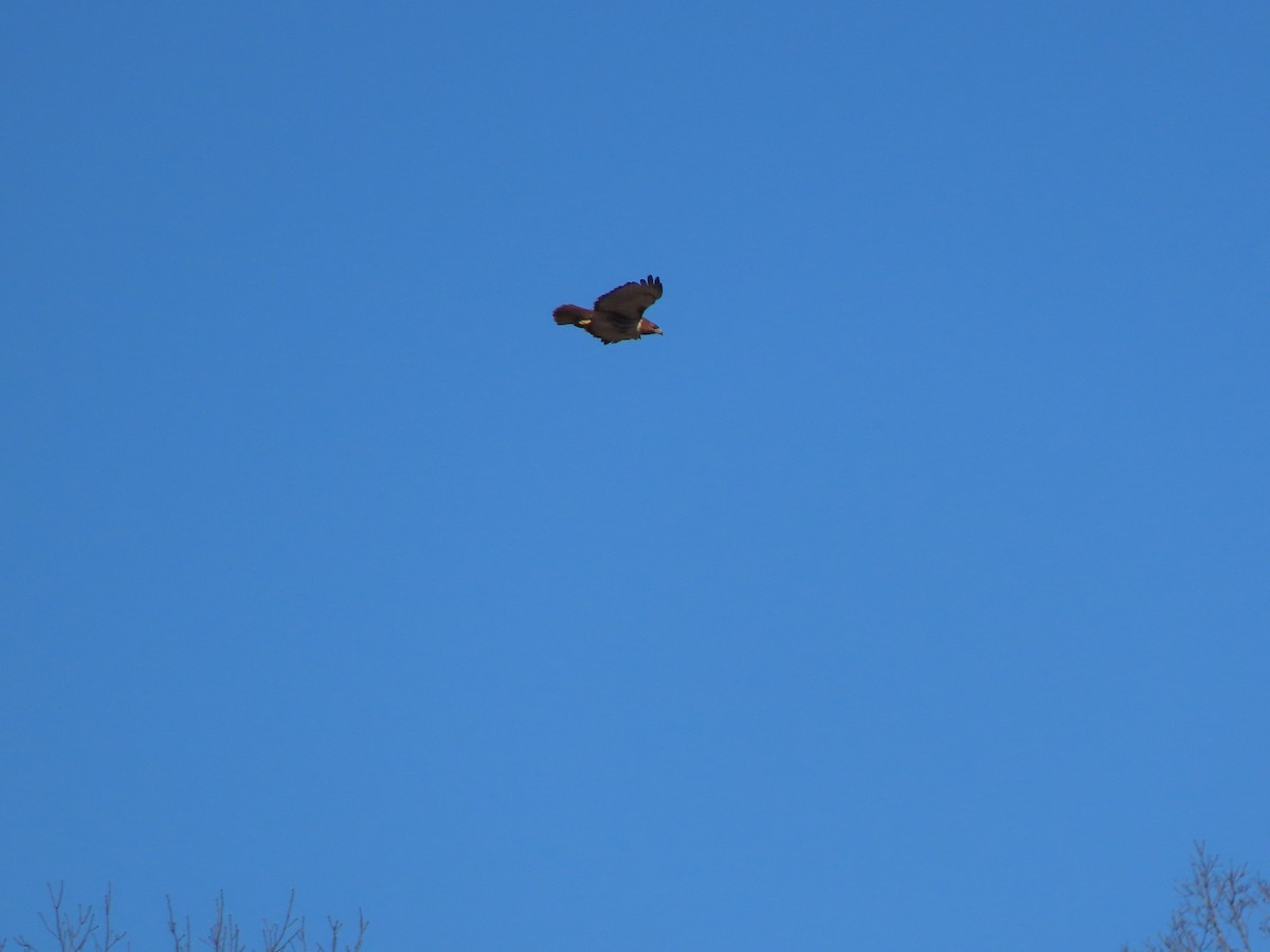 Red-tailed Hawk - ML631092853