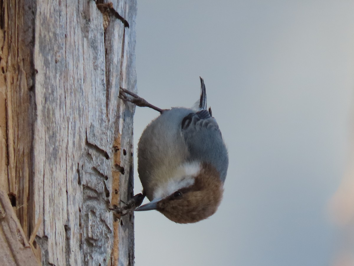 Brown-headed Nuthatch - ML631092879