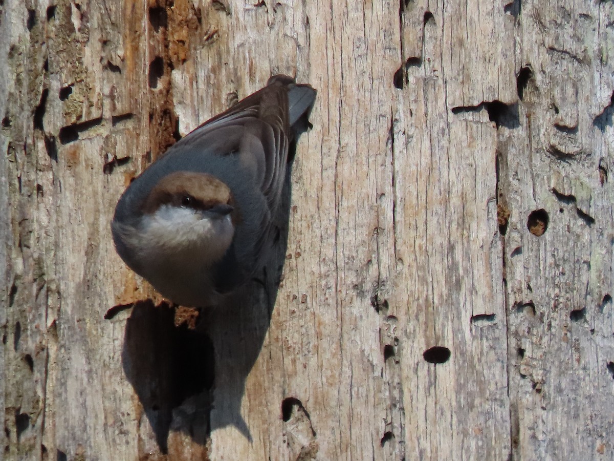 Brown-headed Nuthatch - ML631092894