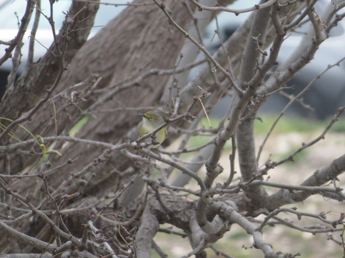 Vireo Ojiblanco - ML631092905