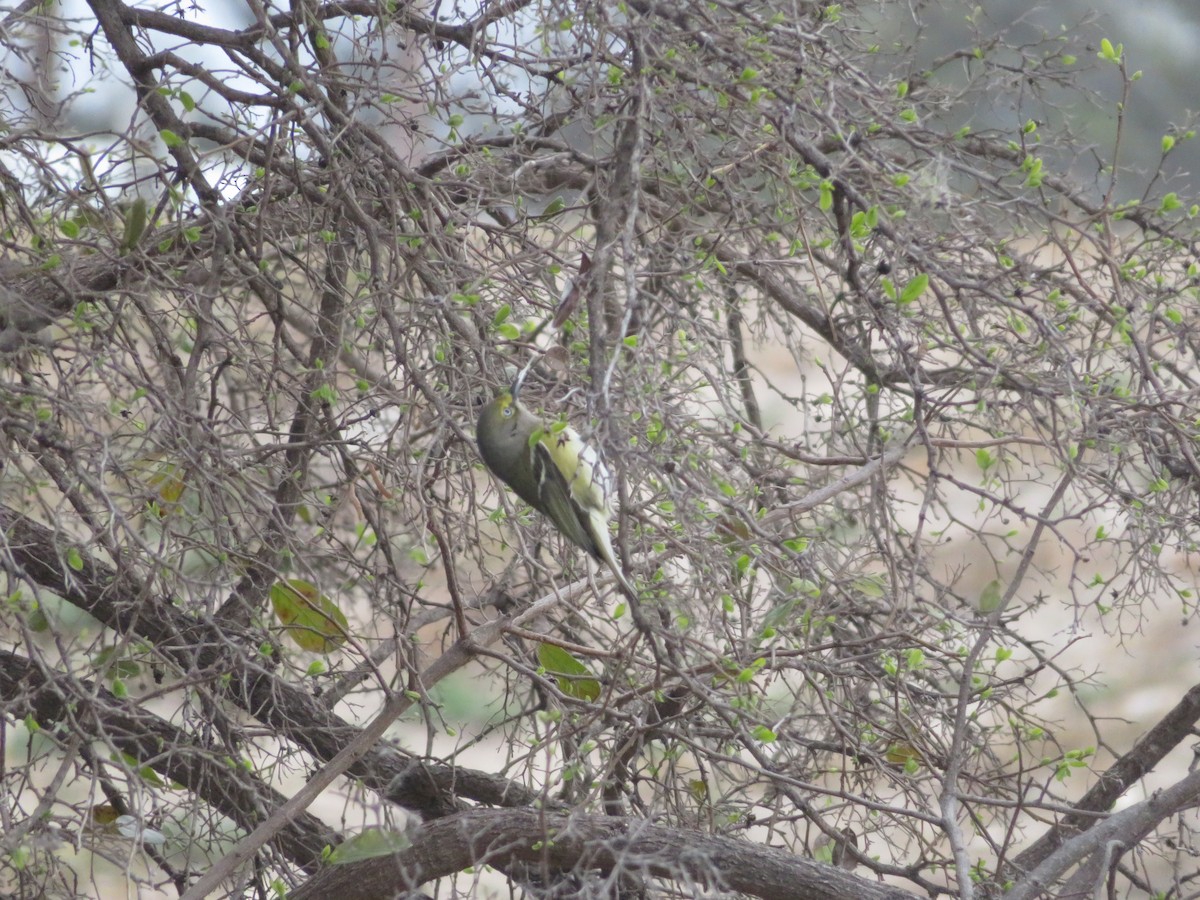 Vireo Ojiblanco - ML631092910