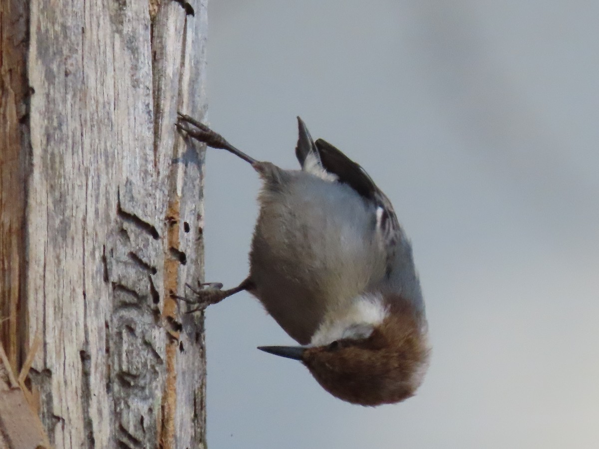 Brown-headed Nuthatch - ML631092920