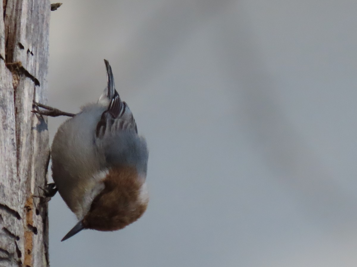 Brown-headed Nuthatch - ML631092941