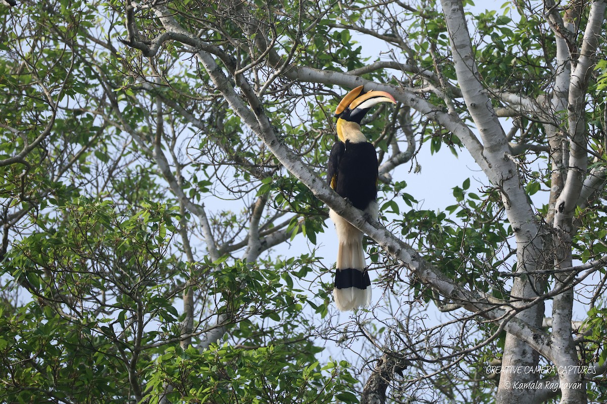 Great Hornbill - ML631093205