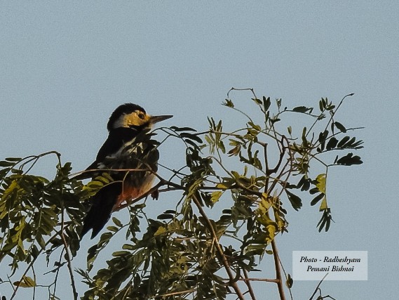 Sind Woodpecker - ML631093242