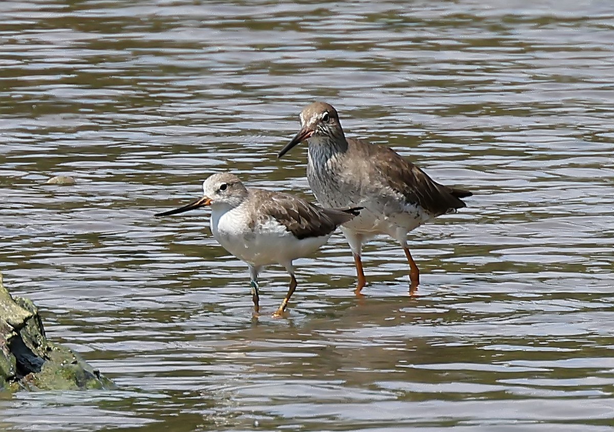 Terek Sandpiper - ML631093269