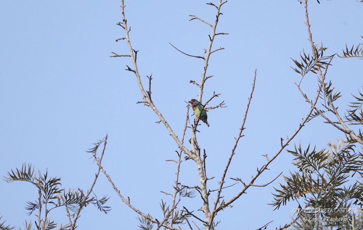 Malabar Barbet - ML631093274