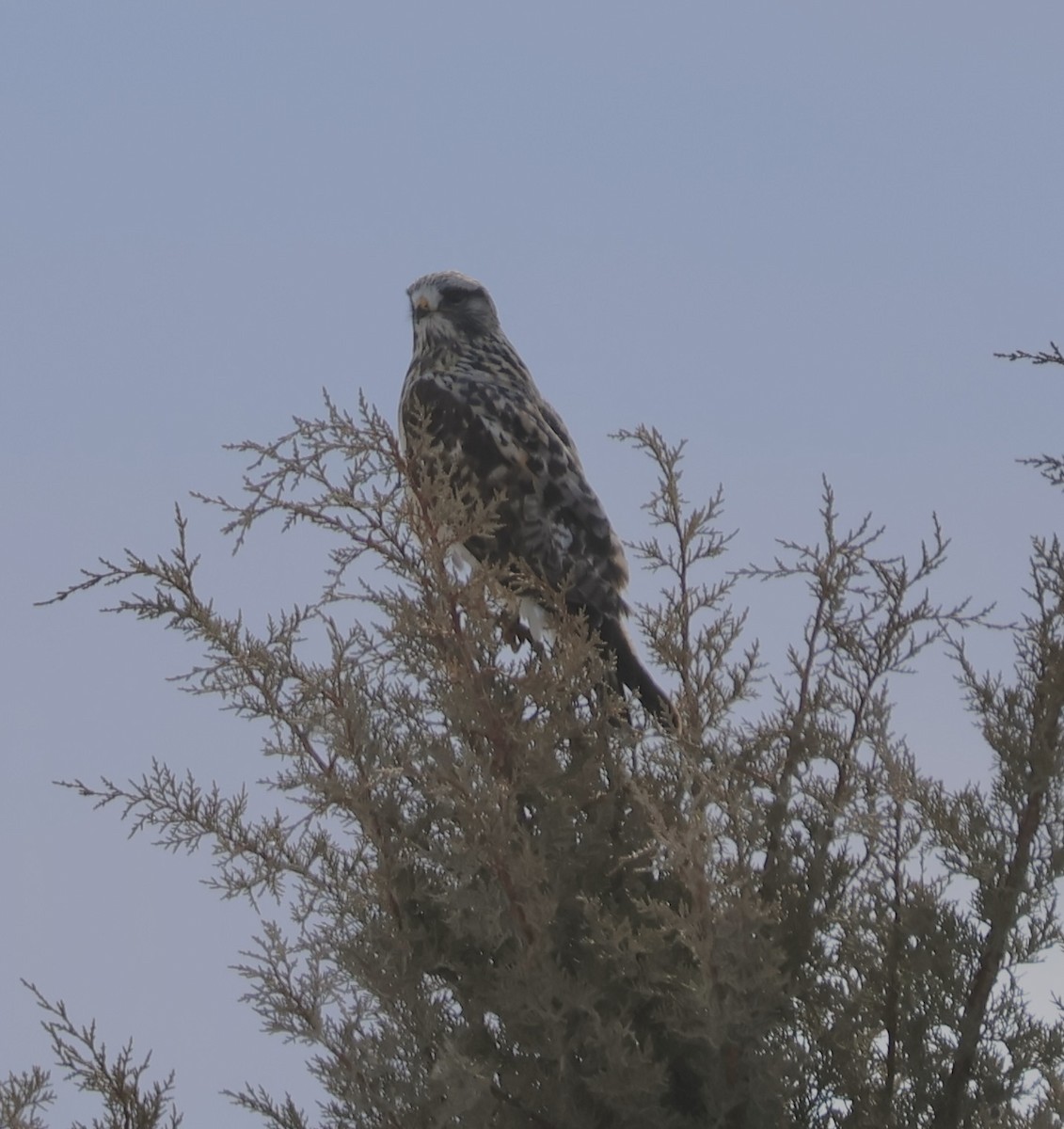 Rough-legged Hawk - ML631093498