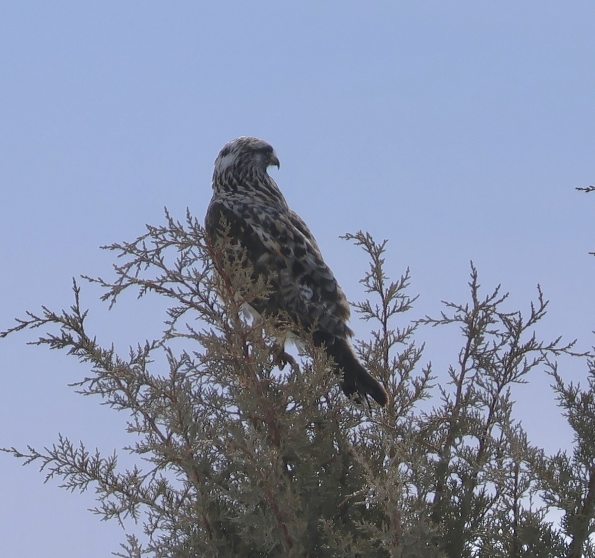 Rough-legged Hawk - ML631093500