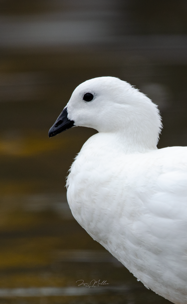 Kelp Kazı - ML631093550