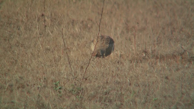 Gray Francolin - ML631093554