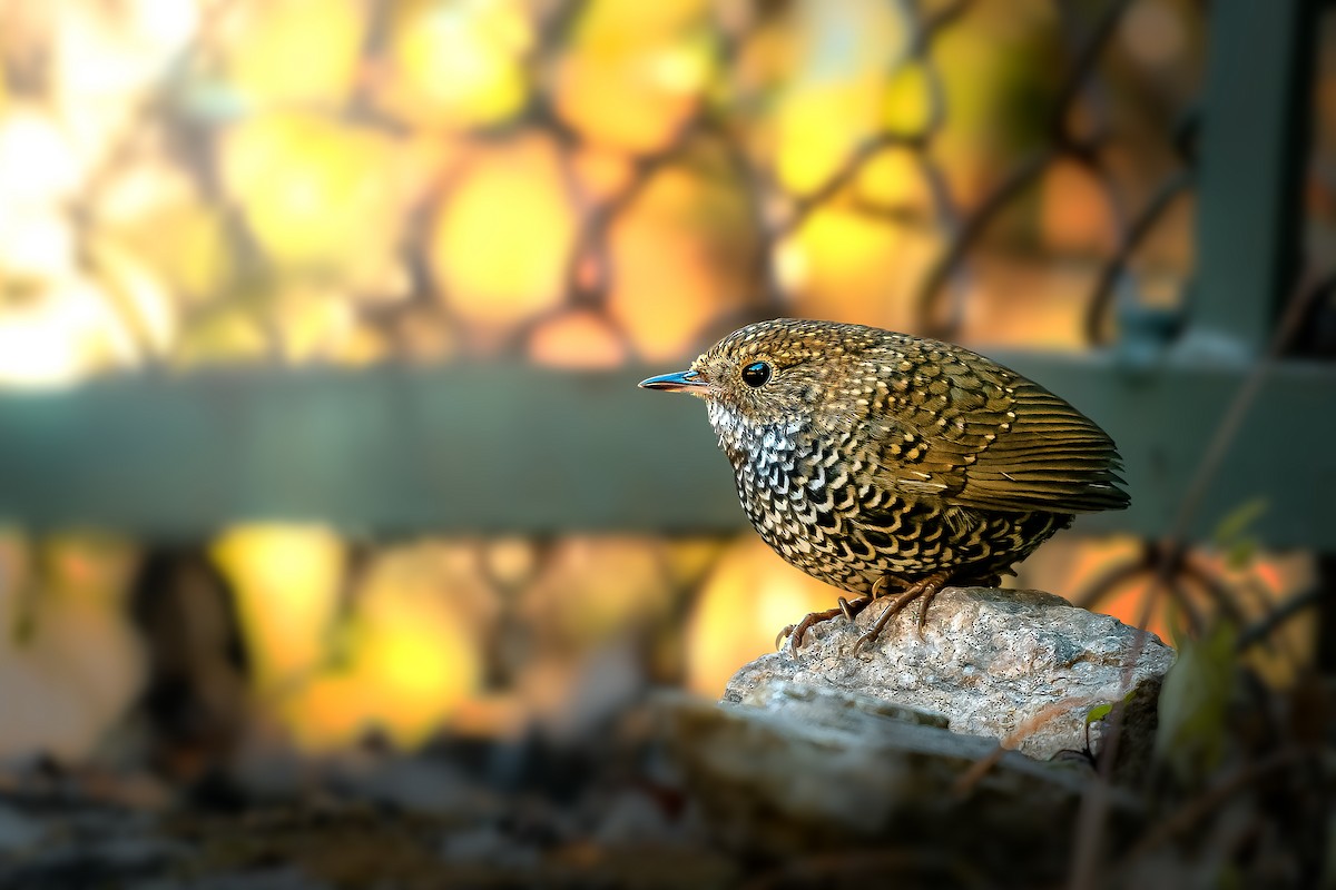 Scaly-breasted Cupwing - ML631093608