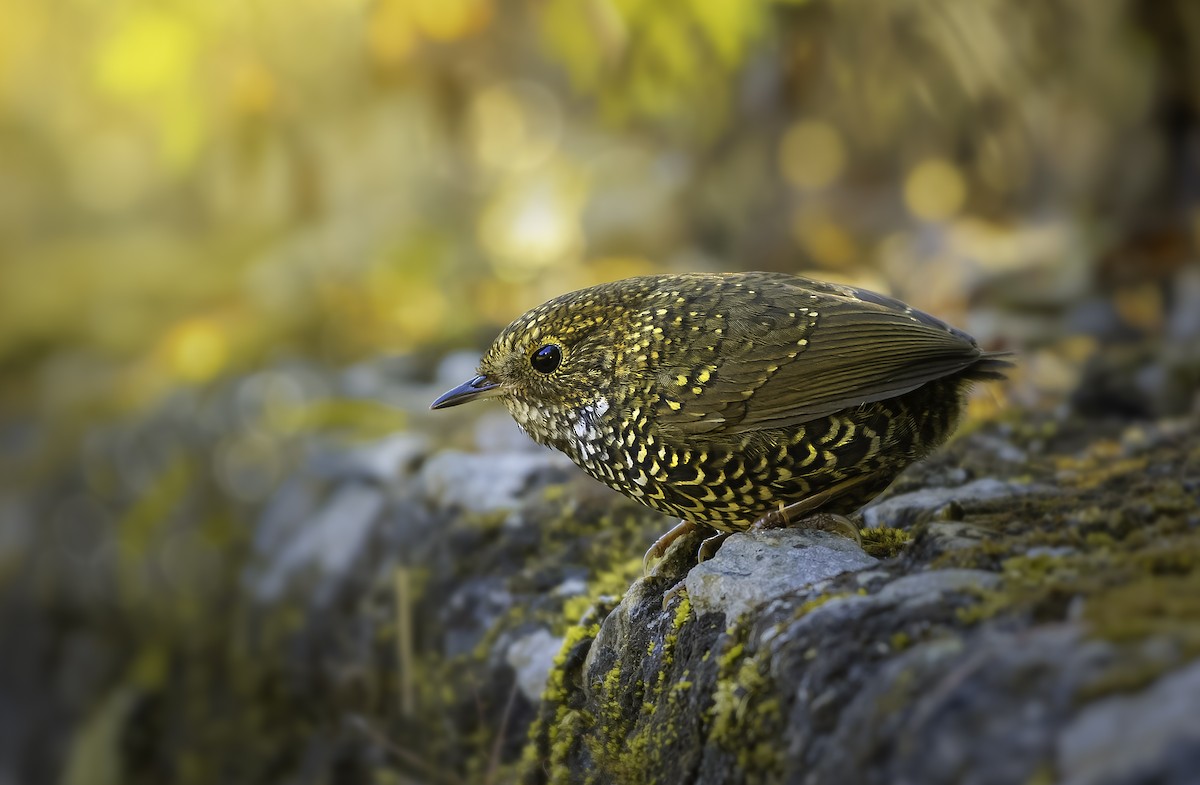 Scaly-breasted Cupwing - ML631093609