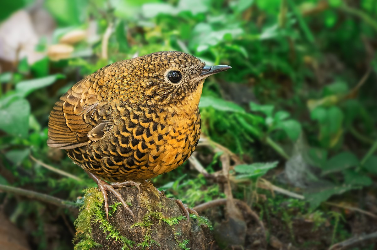 Scaly-breasted Cupwing - ML631093610