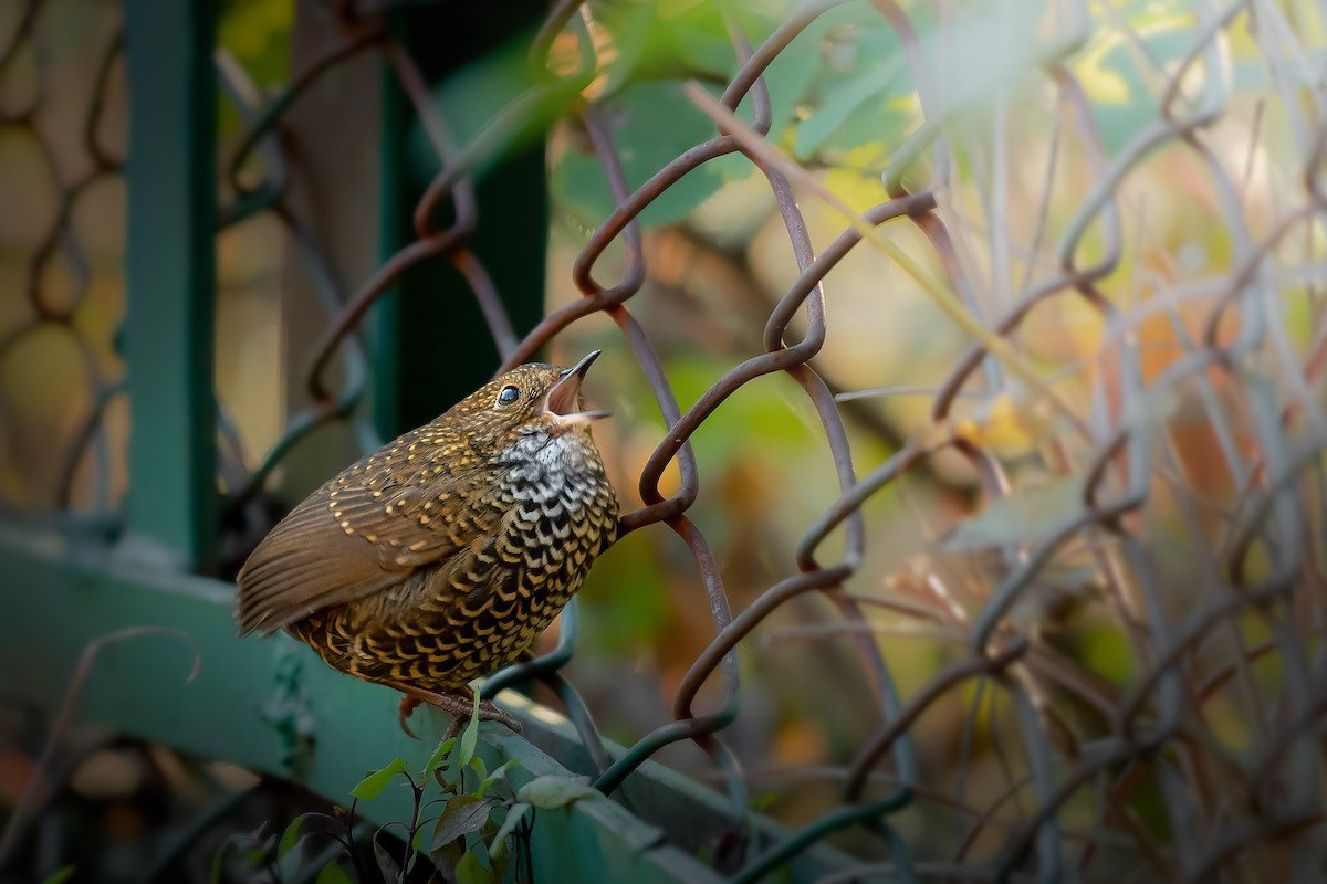 Scaly-breasted Cupwing - ML631093611