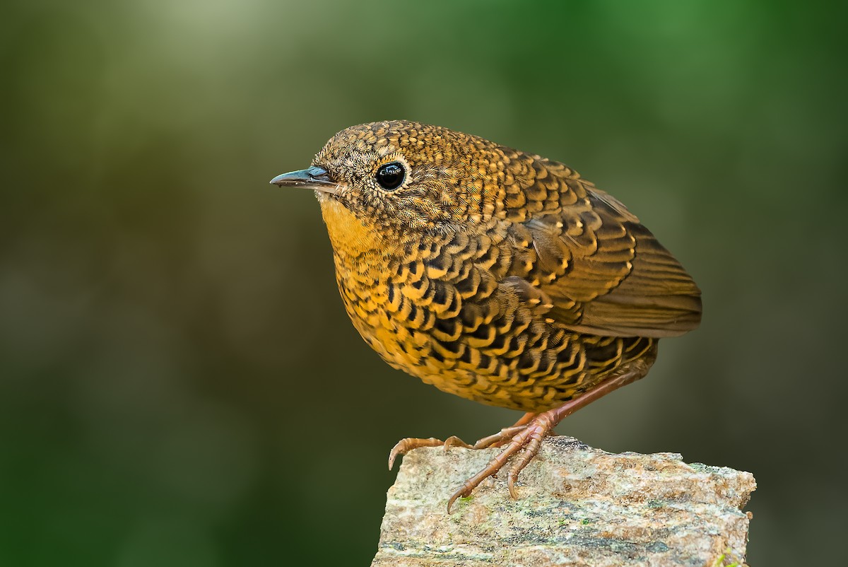 Scaly-breasted Cupwing - ML631093612