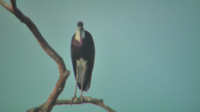 Asian Woolly-necked Stork - ML631093721