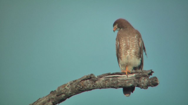 White-eyed Buzzard - ML631093781