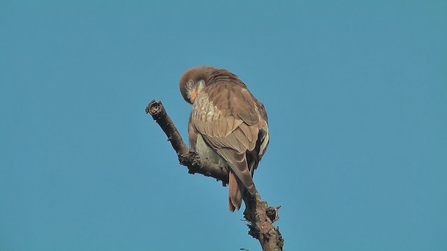 White-eyed Buzzard - ML631093794
