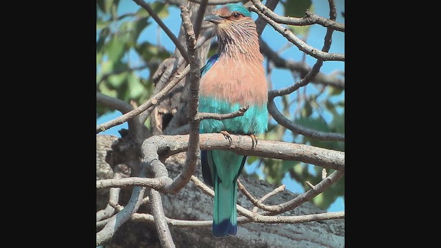 Indian Roller - ML631093800