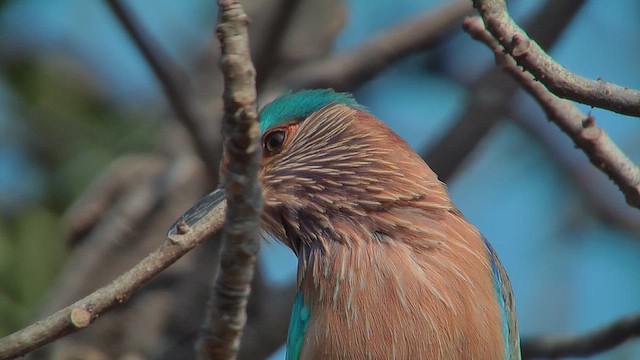 Indian Roller - ML631093808