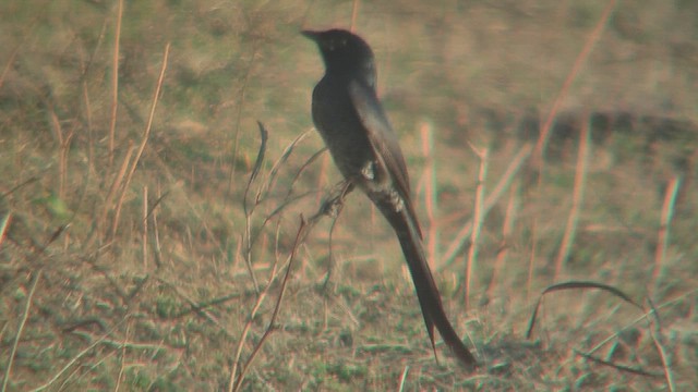 Black Drongo - ML631093885