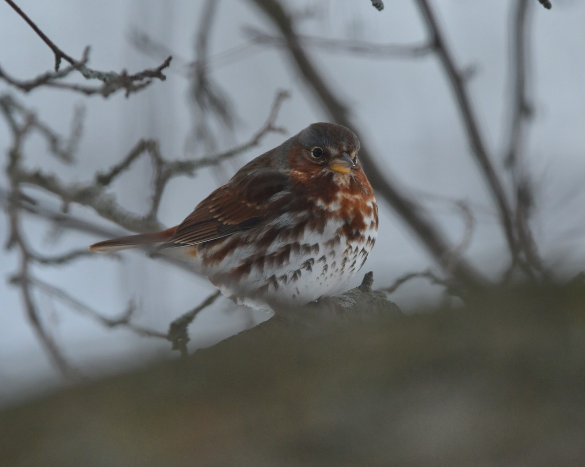 Fox Sparrow - ML631093889