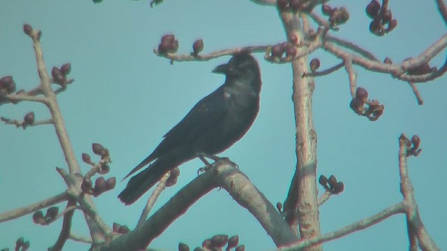 Large-billed Crow (Indian Jungle) - ML631093915