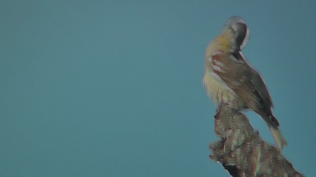 Yellow-throated Sparrow - ML631093987