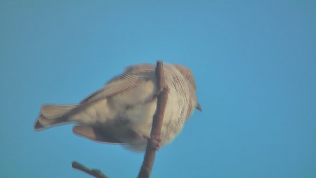 Yellow-throated Sparrow - ML631093988