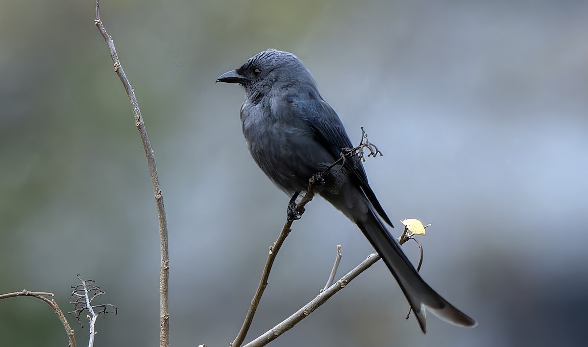Ashy Drongo (Blackish) - ML631094005