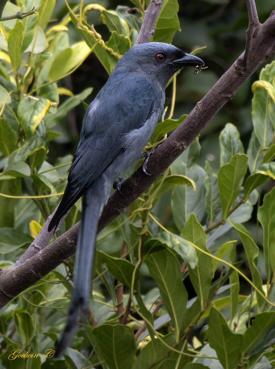Ashy Drongo (Blackish) - ML631094006