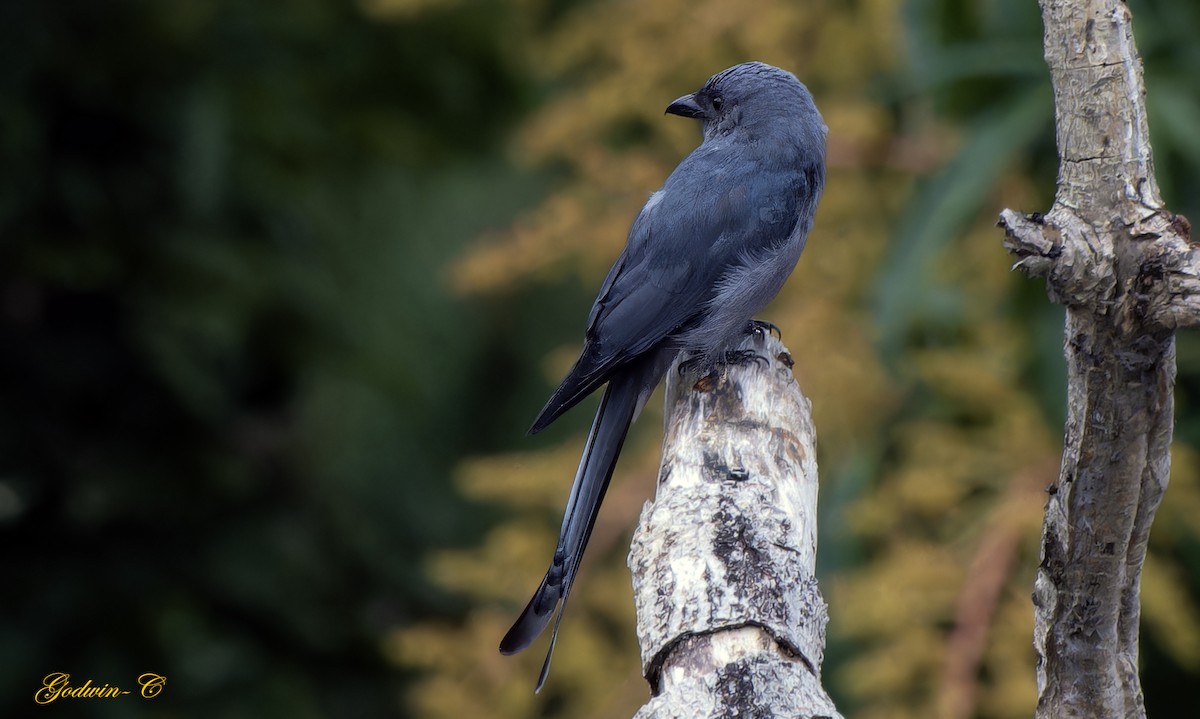 Ashy Drongo (Blackish) - ML631094007