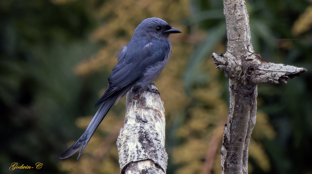 Ashy Drongo (Blackish) - ML631094009