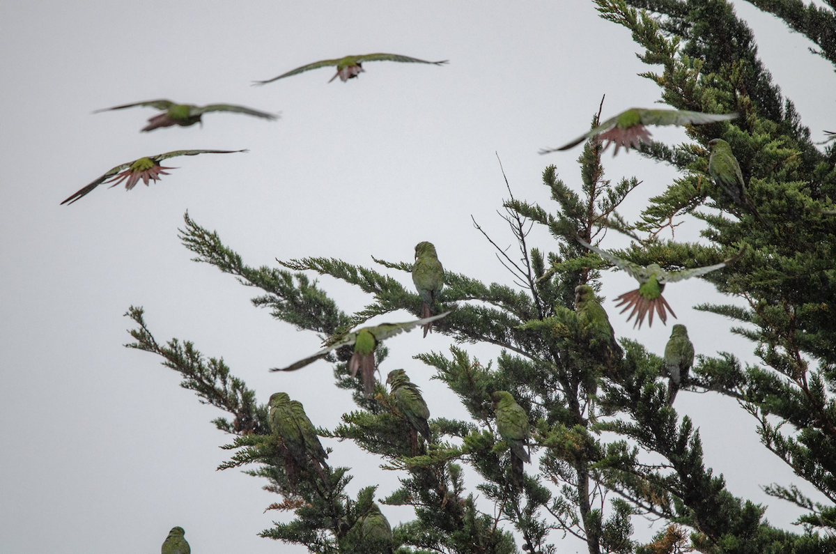 Uzun Gagalı Papağan - ML631094020