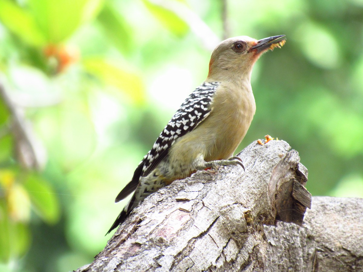 Red-crowned Woodpecker - ML631094091
