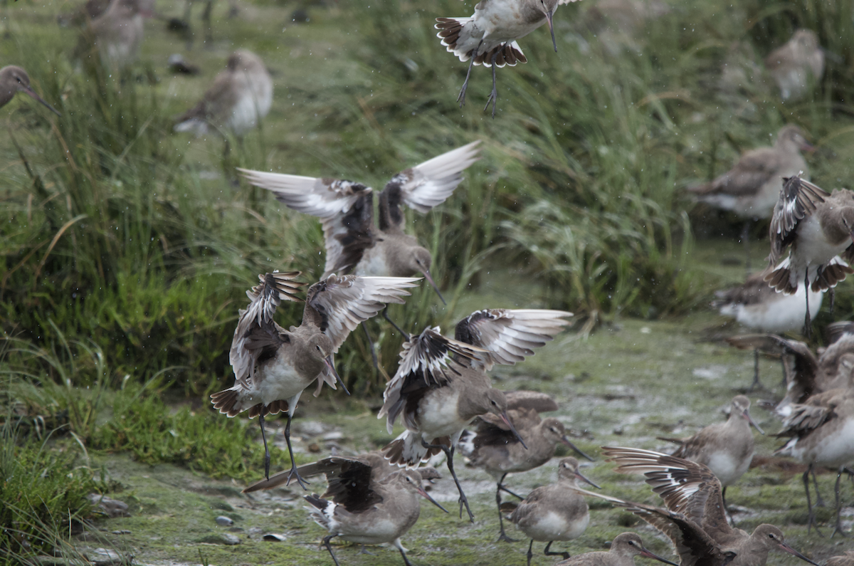 Hudson Çamurçulluğu - ML631094130